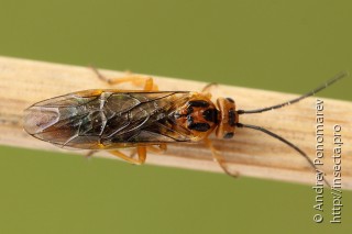 Pachynematus