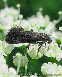 Имаго  Phaulernis dentella