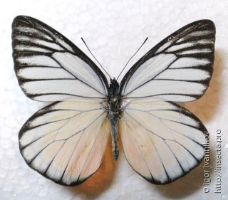 Prioneris philonome