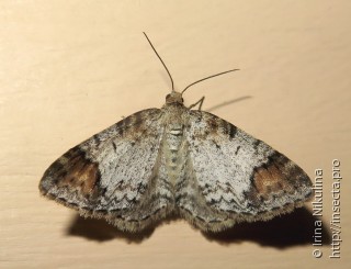 Venusia blomeri