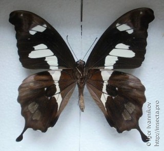 Papilio hesperus