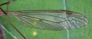 Tipula fulvipennis