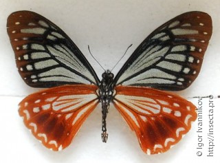 Papilio agestor