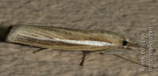 Agriphila tristella