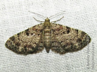 Имаго  Eupithecia abietaria