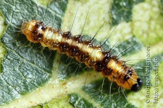 Acronicta cuspis