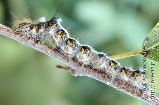 Acronicta cuspis