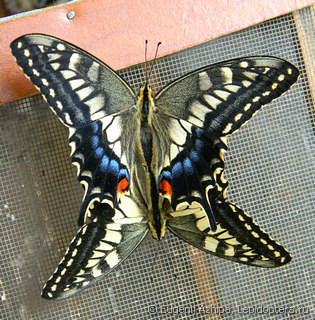 Papilio machaon