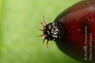 Acronicta cuspis