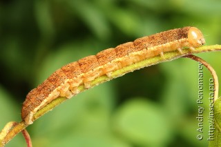 Ammoconia caecimacula