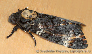 Acherontia atropos