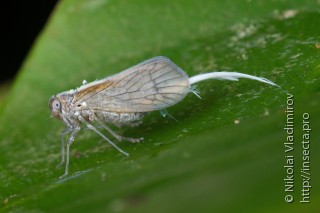 Meenoplidae