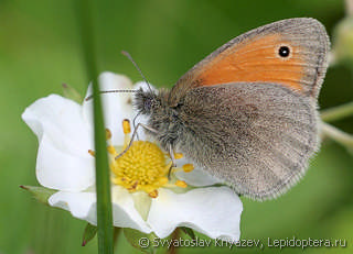 Coenonympha pamphilus