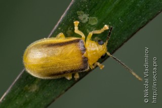 Chrysomelidae