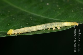 Lepidoptera