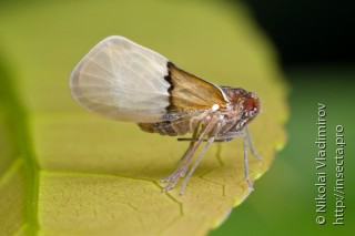 Cixiidae