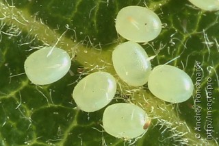 Hydria undulata