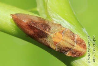 Petalocephala engelhardti