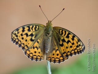 Имаго  (Argynnis adippe)