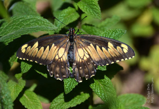 Имаго  Papilio hellanichus