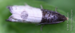 Notocelia cynosbatella
