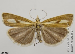Catoptria pauperellus