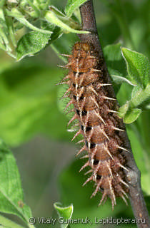 Argynnis adippe