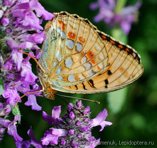 Argynnis adippe