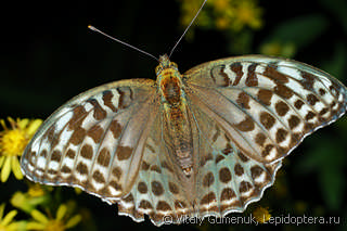 Argynnis paphia