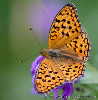 Argynnis adippe