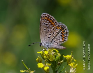 Plebejus argus