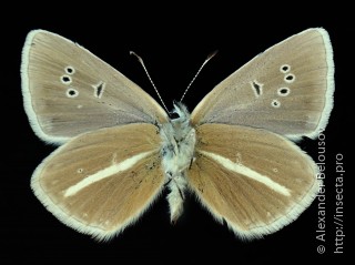 Polyommatus damon