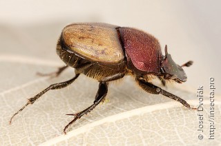 Имаго  Onthophagus coenobita