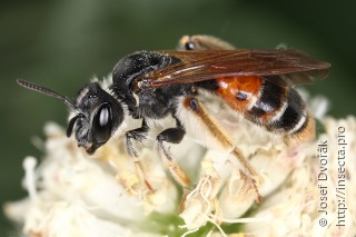 Имаго  Andrena florea