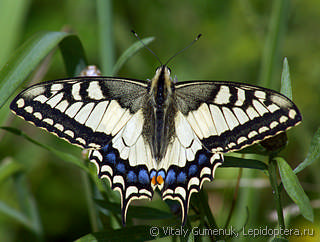 Papilio machaon