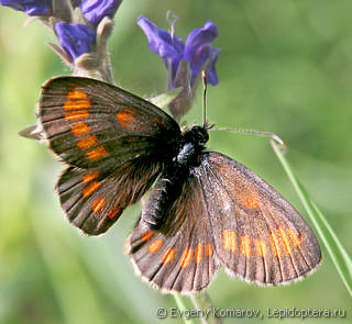 Имаго  (Erebia theano)