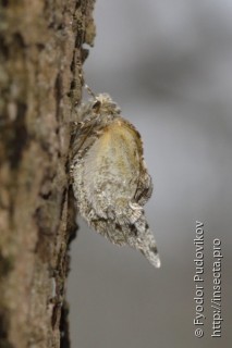 Phigalia pilosaria