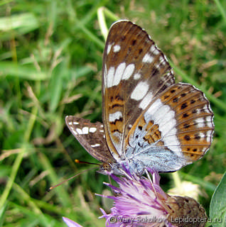 Limenitis camilla