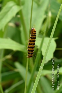 Tyria jacobaeae