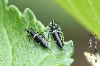 Compsothrips