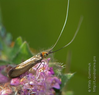 Nemophora metallica