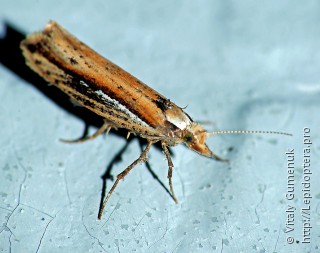 Ypsolopha parenthesella