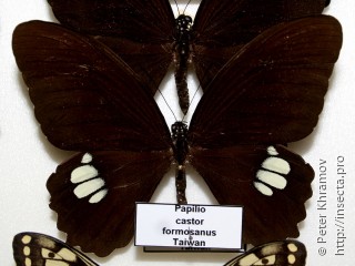 Papilio castor formosanus