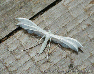 Pterophorus pentadactyla