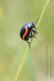 Имаго  Chrysolina rossia