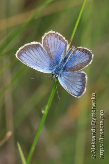 Plebejus argus