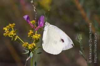 Pieris brassicae