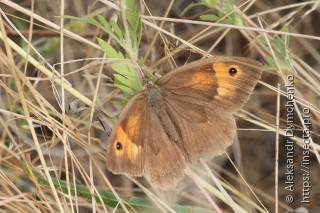 Maniola jurtina