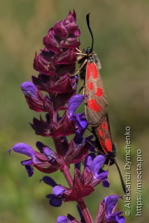 Zygaena loti