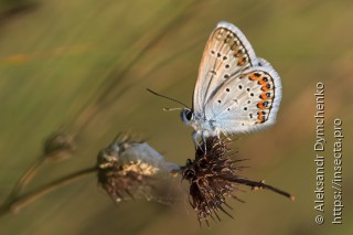 Plebejus argus